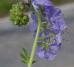 Fuzzy phacelia